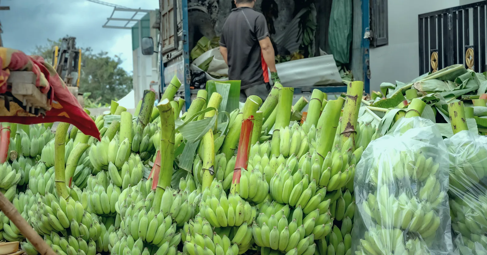 Bunches of green bananas being loaded onto a truck at a market